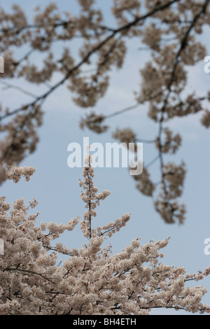 Kirschbaum anzeigen Saison im Ueno-Park, Tokio, Japan, 2006. Stockfoto