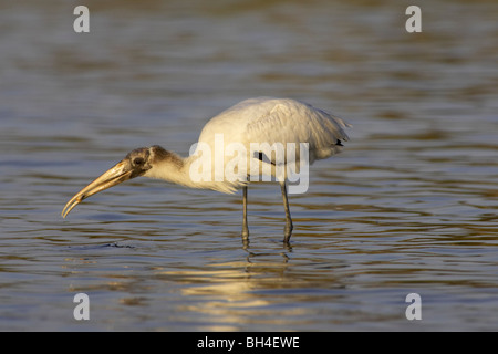 Juvenile Holz Storch (Mycteria Americana) mit Fisch im Fort De Soto. Stockfoto