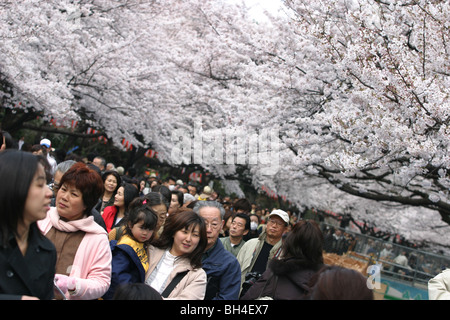 Kirschbaum anzeigen Saison im Ueno-Park, Tokio, Japan, 2006. Stockfoto