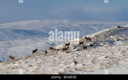 Rothirsch (Cervus Elaphus) Hirsche in den schottischen Highlands, nördlich von Blair Atholl, Perthshire. Stockfoto