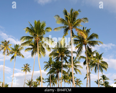 Palmenhain auf der Insel Ko Lanta, Süd-Thailand-Andamanensee Stockfoto