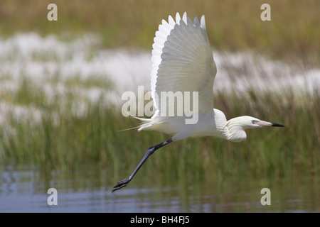 Rötliche Silberreiher (Egretta saniert) oder weiße Morph im Flug am Fort De Soto. Stockfoto