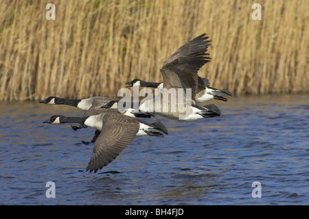 Kanadagans (Branta Canadensis) bei Pensthorpe ausziehen. Stockfoto