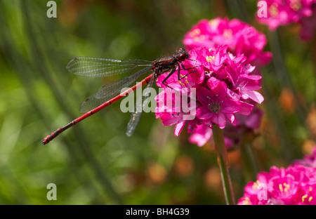 Große rote Damselfly (Pyrrhosoma Nymphula) ruht auf Sparsamkeit (Armeria Maritima) im Sommer in Bournemouth. Stockfoto