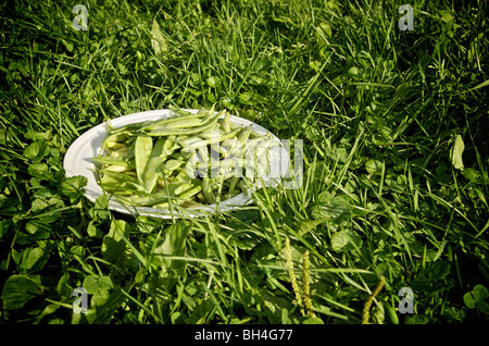 Weißer Teller gefüllt mit Erbsenschoten sitzen auf dem Rasen, Maricourt, Quebec Stockfoto