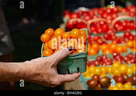 Hand mit Pint Cherry-Tomaten, Riverdale Farmer Market, Toronto, Ontario Stockfoto