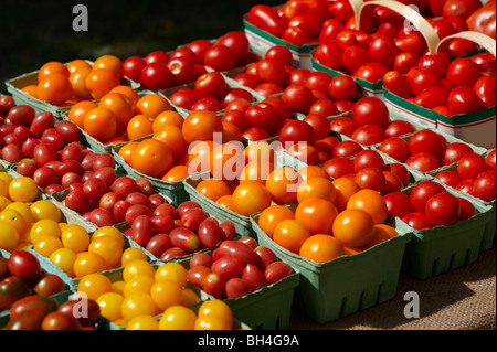 Verschiedene Arten von frischen Tomaten, Riverdale Farmer Market, Toronto, Ontario Stockfoto