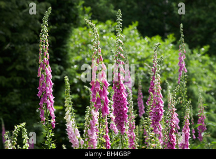 Fingerhut (Digitalis Purpurea) im Sommer wild wächst. Stockfoto