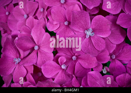 Hydrangea Macrophylla (King George) mit einer Mophead Masse von blass rosa Blüten. Stockfoto