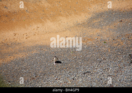 Einsame gelb eyed Pinguin (Megadyptes Antipodes) zu Fuß aus dem Meer entlang des Strandes am Bushy Beach, Oamaru. Stockfoto