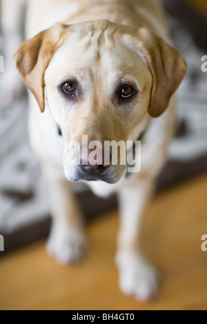 Gelbe Labrador Retriever blickte in die Kamera, Winnipeg, Manitoba Stockfoto