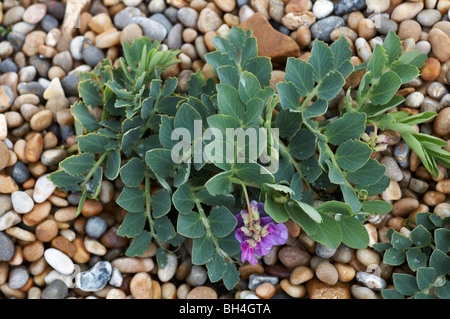 Meer Erbse (Lathyrus Japonicus Ssp Maritimus) wächst an den Ufern der Kiesel von Chesil Beach in Dorset im Sommer Stockfoto