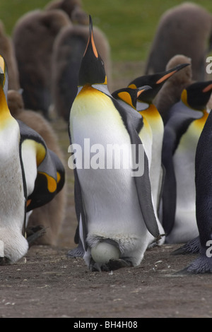 King Penguin (Aptendytes Patagonicus) mit Ei auf Füßen anlaufenden Volunteer Point, Falkland-Inseln Stockfoto