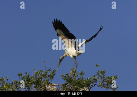 Holz-Storch (Mycteria Americana) landet auf dem Nest in St. Augustine Alligator Farm. Stockfoto