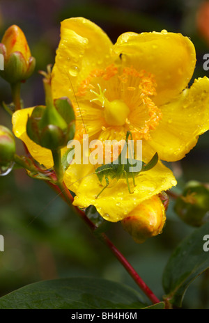 Speckled Bush Cricket (Leptophyes Punctatissima) im Rose von Sharon (Hypericum Calycinum) im Sommer in Bournemouth Stockfoto