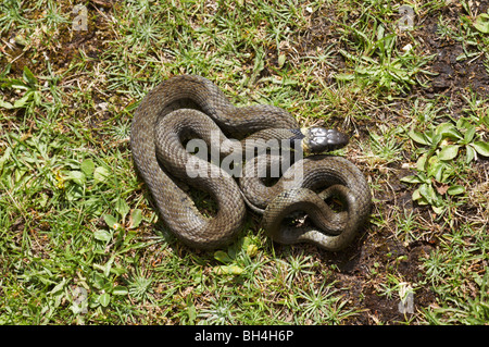 Ringelnatter (Natrix Natrix) zusammengerollt auf dem Rasen im Sommer. Stockfoto