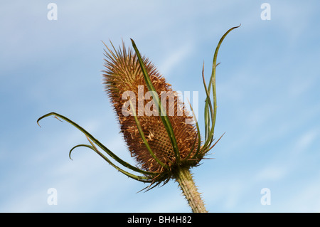 Karde (Dipsacus Fullonum) gegen den Himmel im Sommer eingestellt. Stockfoto