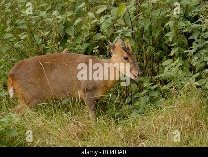 Muntjac Rotwild (Muntiacus Reevesi) Surfen auf Laub. Stockfoto