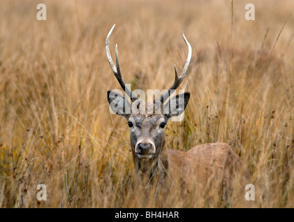Rothirsch (Cervus Elaphus) junger Hirsch in Ruhe in den Rasen. Stockfoto