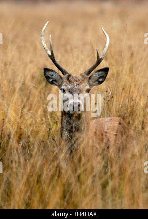 Rothirsch (Cervus Elaphus) junge Hirsch sucht Deckung in den Rasen. Stockfoto