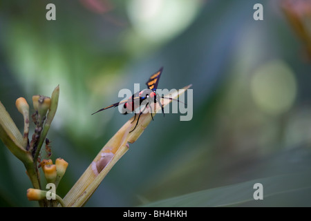 Wasp-Motte (Euchromia Polymena Carl von Linné). Stockfoto