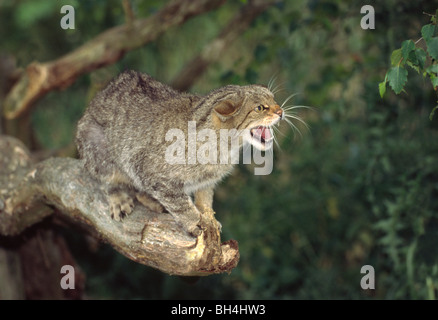 Erwachsene weibliche schottische Wildkatze (Felis Sylvestris) mit Rücken gewölbt und knurrend auf Ast sitzen. Stockfoto