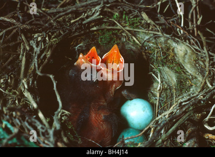 Nahaufnahme des jungen Heckenbraunelle (Prunella Modularis) in das Nest mit offenen Schnäbel und unhatched Ei. Stockfoto