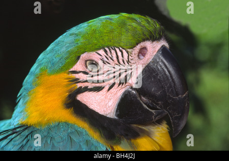Nahaufnahme von blau und gelb Aras (Ara Ararauna) Kopf und Schnabel in einem Ornimental Garten in Funchal. Stockfoto