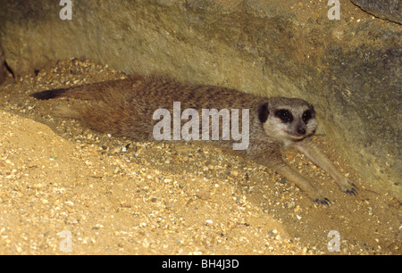 Erwachsenen Erdmännchen (Suricata Suricatta) ruht in einer ausgestreckten Position im Schatten hinter Felsen. Stockfoto