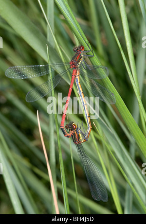 Nahaufnahme der Paarung zweier großer Rote Libellen (Pyrrhosoma Nymphula) lange Gras in der Nähe der Küste. Stockfoto