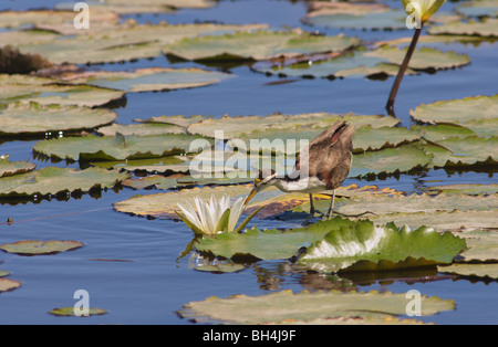 Unreife nördlichen Blatthühnchen (Jacana Spinosa) untersucht eine Lilie Blume. Stockfoto