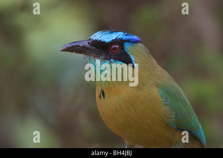 Bunte blau gekrönt Motmot (Momotus Momota). Stockfoto