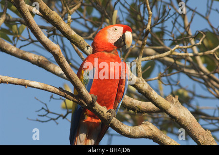 Hellroten Aras (Ara Macao) ruhen in einem Baum. Stockfoto