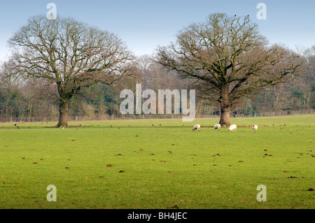 Schafe weiden unter Baum Stockfoto