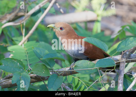 Eichhörnchen Kuckuck (Piaya Cayana) in der Vegetation. Stockfoto