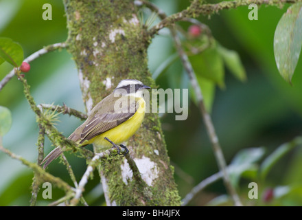 Soziale Fliegenfänger (Myiozetes Similis) in einem Baum mit roten Beeren. Stockfoto