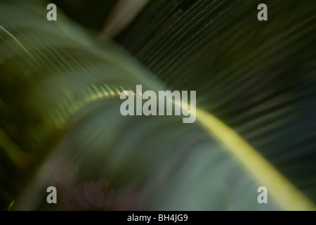 König Sagopalme (Cycas Revoluta Thunb.). Stockfoto