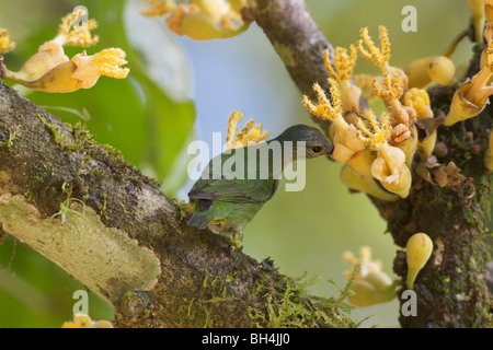 Weibliche rotbeinige Kleidervogel (Cyanerpes Cyaneus) in einem Baum. Stockfoto