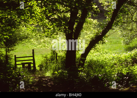 Eine landschaftlich reizvolle Wald Silhouette in Gower im Weitwinkel. Stockfoto