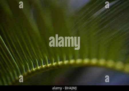 König Sagopalme (Cycas Revoluta Thunb.). Stockfoto