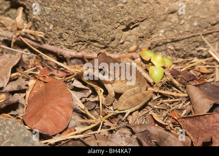 Olive Laubfrosch (Scinax Elaeochroa) auf dem Boden. Stockfoto