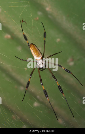 Nahaufnahme einer goldenen Kugel-Spinne (Nephila sp.). Stockfoto