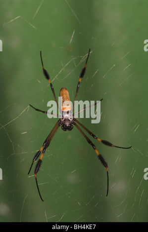 Nahaufnahme einer goldenen Kugel-Spinne (Nephila sp.). Stockfoto