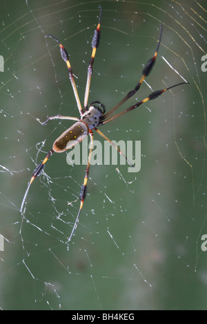 Nahaufnahme einer goldenen Kugel-Spinne (Nephila sp.). Stockfoto