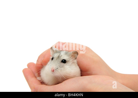 Hamster auf dem weißen Hintergrund isoliert. Stockfoto