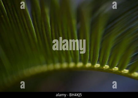 König Sagopalme (Cycas Revoluta Thunb.). Stockfoto