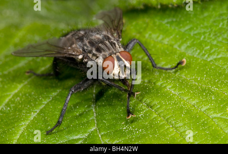 Nahaufnahme des Fleisches Fly (Sarcophaga Carnaria) sonnen sich auf Blatt und Augen und Gesicht Teile zu zeigen. Stockfoto