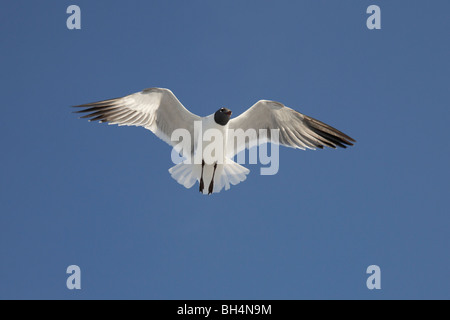 Lachen über Fort De Soto Möwe (Larus Atricilla) im Flug. Stockfoto