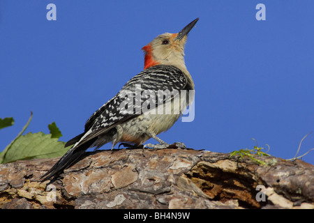 Weibliche Rotbauch-Specht (Melanerpes Carolinus) am Ast des Baums in Venedig Rookery. Stockfoto