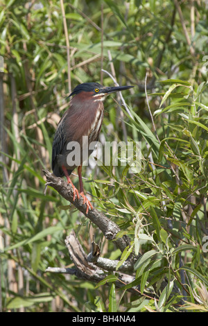 Grüne Reiher (Butorides Virescens) in den Everglades, Florida, USA Stockfoto
